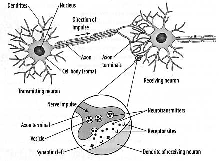 Diagram of Nerve Cells